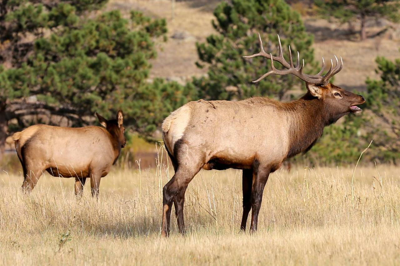 Great Outdoors Villa Estes Park Buitenkant foto